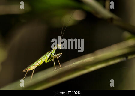 praying mantis on a leaf. Stock Photo
