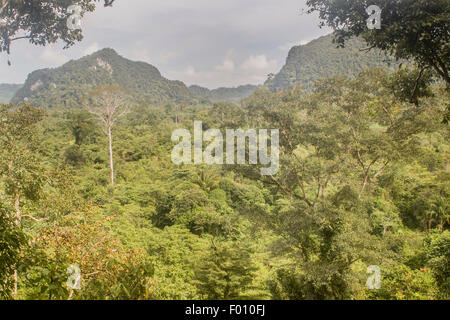 Lush jungle in Gunung Mulu National Park, Malaysia. Stock Photo