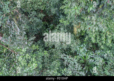 Lush jungle in Gunung Mulu National Park, Malaysia. Stock Photo