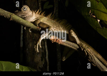 Borneo anglehead lizard (Gonocephalus borneensis) on a branch. Stock Photo