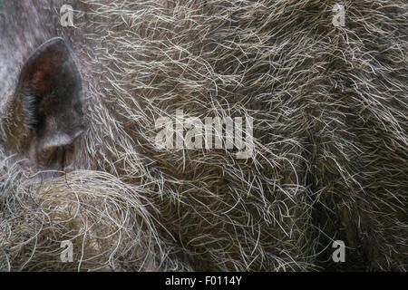 Close up of the ear and flank of a Bornean bearded pig (Sus barbatus). Stock Photo