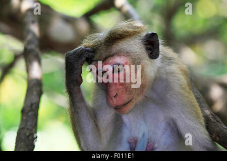 Portrait of the monkey with an amusing grimace Stock Photo