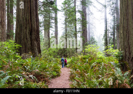 Redwood Tress NP, California - June 17 : Hikers enjoying a hike among giant redwood trees, June 17 2015 Redwood Trees NP,  CA Stock Photo