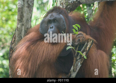 An extremely large male orangutan with the prominent cheek pads, throat pouch, and long hair characteristic of dominant males. Stock Photo