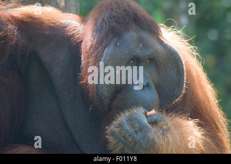 An extremely large male orangutan with the prominent cheek pads, throat pouch, and long hair characteristic of dominant males. Stock Photo