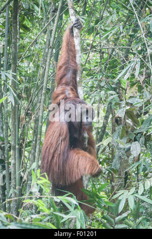 An extremely large male orangutan with the prominent cheek pads, throat pouch, and long hair characteristic of dominant males. Stock Photo