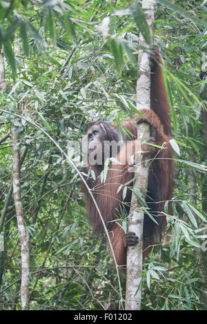 An extremely large male orangutan with the prominent cheek pads, throat pouch, and long hair characteristic of dominant males. Stock Photo