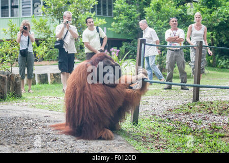 An extremely large male orangutan with the prominent cheek pads, throat pouch, and long hair characteristic of dominant males. Stock Photo