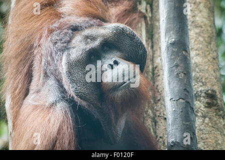 An extremely large male orangutan with the prominent cheek pads, throat pouch, and long hair characteristic of dominant males. Stock Photo