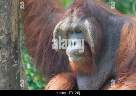 An extremely large male orangutan with the prominent cheek pads, throat pouch, and long hair characteristic of dominant males. Stock Photo