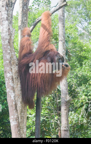 An extremely large male orangutan with the prominent cheek pads, throat pouch, and long hair characteristic of dominant males. Stock Photo