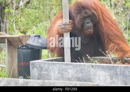 An extremely large male orangutan with the prominent cheek pads, throat pouch, and long hair characteristic of dominant males. Stock Photo