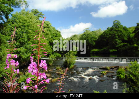 The weir on the River Derwent at Bamford in the Peak District National Park, Derbyshire England UK Stock Photo