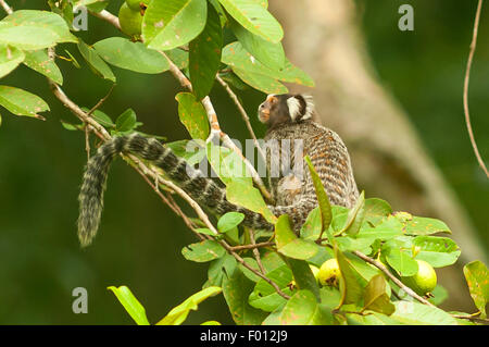 Callithrix jacchus, Marmoset Monkey, Botanical Gardens, Rio de Janeiro, Brazil Stock Photo