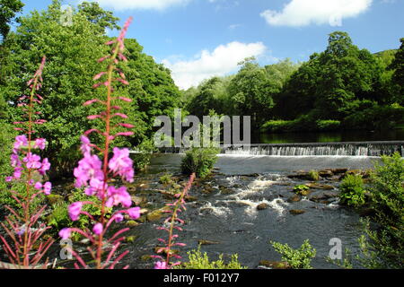 The weir on the River Derwent at Bamford in the Peak District National Park, Derbyshire England UK Stock Photo