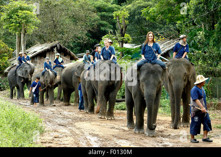 People riding Asian elephants (Elephas maximus) in jungle trail, Thai ...