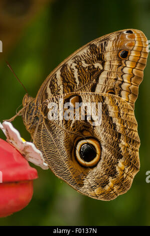 Caligo illioneus, Illioneus Giant Owl Butterfly, Aguas Calientes, Peru Stock Photo