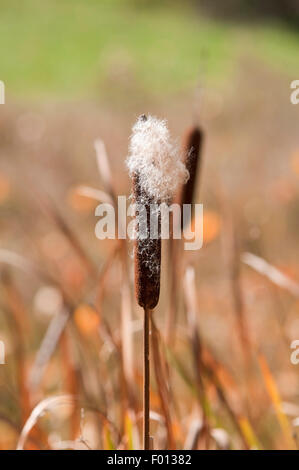 Common bulrush, Typha latifolia, with at nice out of focus background. Stock Photo