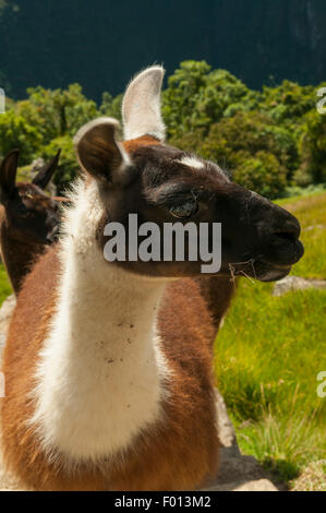 Llama at Inca Ruins of Machu Picchu, Peru Stock Photo