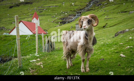 A sheep in Hattarvik, Fugloy Island. Faroe Islands Stock Photo