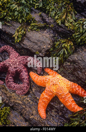 Ochre sea stars (Pisaster ochraceus) on rocks during low tide, Salt Point State Park, California Stock Photo