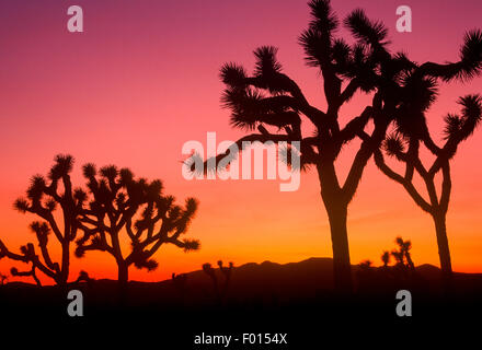 joshua trees at sunset, Joshua Tree National Park, California Stock Photo