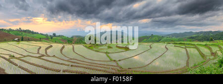 Green Terraced Rice Field in Pa Pong Pieng ,Chiang Mai, Thailand Stock Photo