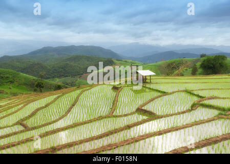 Green Terraced Rice Field in Pa Pong Pieng ,Chiang Mai, Thailand Stock Photo