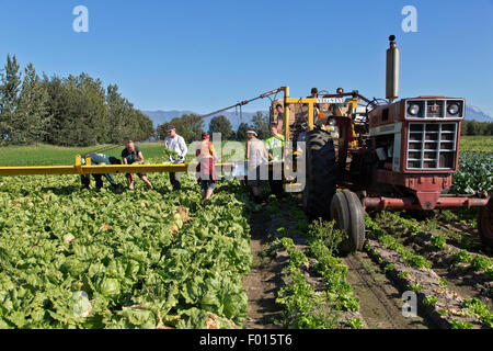 Farmer with crew harvesting 'Iceberg' lettuce in field rows. Stock Photo