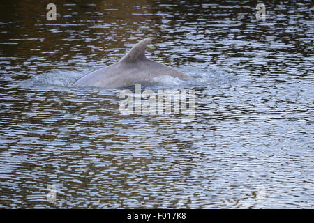 South River, NJ, USA. August 5, 2015 - A dolphin stranded in the South River, a tributary of the Raritan River which eventually leads to New York Harbor. As the tide went out the water grew shallower and the dolphin appeared to become stressed. At this time the dolphin is still believed to be stuck in this industrial area of New Jersey Credit:  Patrick Morisson/Alamy Live News Stock Photo