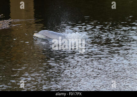 South River, NJ, USA. August 5, 2015 - A dolphin stranded in the South River, a tributary of the Raritan River which eventually leads to New York Harbor. As the tide went out the water grew shallower and the dolphin appeared to become stressed. At this time the dolphin is still believed to be stuck in this industrial area of New Jersey Credit:  Patrick Morisson/Alamy Live News Stock Photo