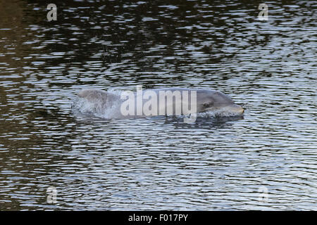 South River, NJ, USA. August 5, 2015 - A dolphin stranded in the South River, a tributary of the Raritan River which eventually leads to New York Harbor. As the tide went out the water grew shallower and the dolphin appeared to become stressed. At this time the dolphin is still believed to be stuck in this industrial area of New Jersey Credit:  Patrick Morisson/Alamy Live News Stock Photo