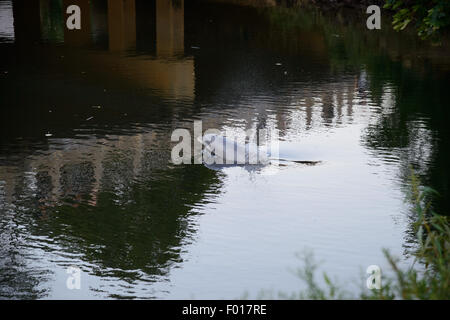 South River, NJ, USA. August 5, 2015 - A dolphin stranded in the South River, a tributary of the Raritan River which eventually leads to New York Harbor. As the tide went out the water grew shallower and the dolphin appeared to become stressed. At this time the dolphin is still believed to be stuck in this industrial area of New Jersey Credit:  Patrick Morisson/Alamy Live News Stock Photo