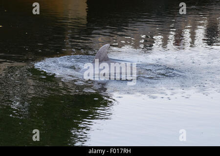 South River, NJ, USA. August 5, 2015 - A dolphin stranded in the South River, a tributary of the Raritan River which eventually leads to New York Harbor. As the tide went out the water grew shallower and the dolphin appeared to become stressed. At this time the dolphin is still believed to be stuck in this industrial area of New Jersey Credit:  Patrick Morisson/Alamy Live News Stock Photo