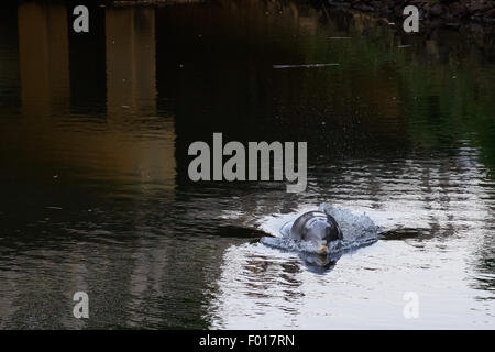 South River, NJ, USA. August 5, 2015 - A dolphin stranded in the South River, a tributary of the Raritan River which eventually leads to New York Harbor. As the tide went out the water grew shallower and the dolphin appeared to become stressed. At this time the dolphin is still believed to be stuck in this industrial area of New Jersey Credit:  Patrick Morisson/Alamy Live News Stock Photo