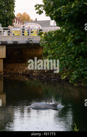 South River, NJ, USA. August 5, 2015 - A dolphin stranded in the South River, a tributary of the Raritan River which eventually leads to New York Harbor. As the tide went out the water grew shallower and the dolphin appeared to become stressed. At this time the dolphin is still believed to be stuck in this industrial area of New Jersey Credit:  Patrick Morisson/Alamy Live News Stock Photo