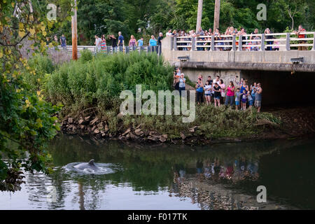 South River, NJ, USA. August 5, 2015 - A dolphin stranded in the South River, a tributary of the Raritan River which eventually leads to New York Harbor. As the tide went out the water grew shallower and the dolphin appeared to become stressed. At this time the dolphin is still believed to be stuck in this industrial area of New Jersey Credit:  Patrick Morisson/Alamy Live News Stock Photo