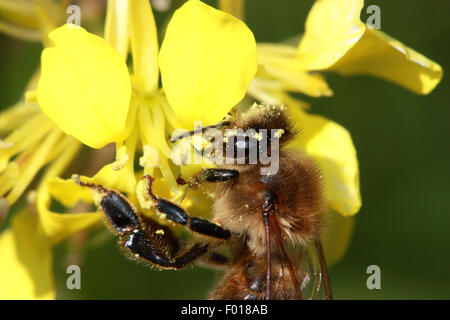 Bee gathering nectar from yellow flower Stock Photo