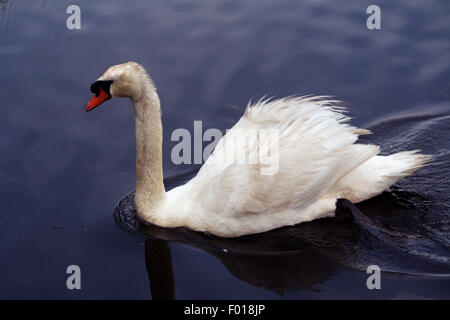 Mute Swan swimming in the peconic river long island Suffolk County new york north fork east end Stock Photo