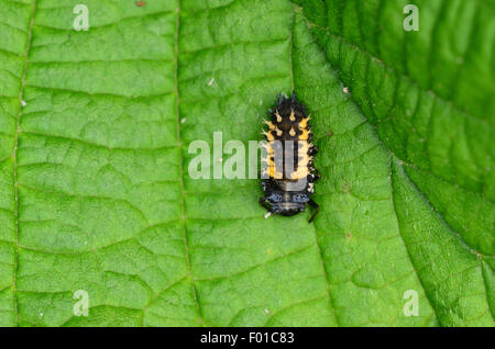 A harlequin ladybird on a green leaf UK Stock Photo