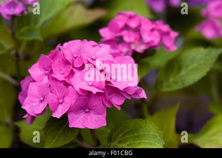 Pink Hydrangea flowers. Stock Photo