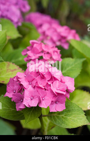 Pink Hydrangea flowers. Stock Photo