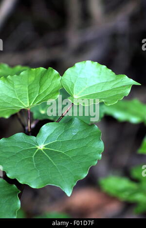 Kawakawa (Piper excelsum) Stock Photo