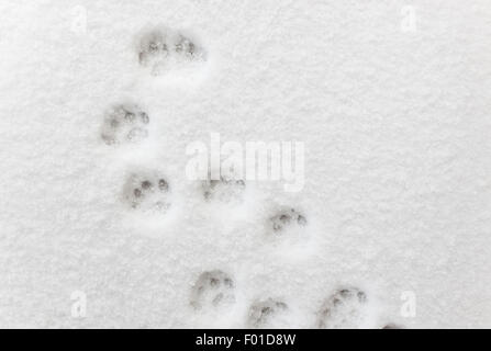 Сat footprints in the snow Stock Photo