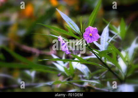 Solanum laciniatum Stock Photo