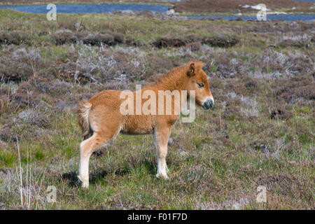 Eriskay Pony foal Benbecula Outer Hebrides Stock Photo