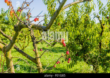 agricuture troubles - dried fruits on dying peach tree without leaves among healthy ones in Italian country Stock Photo