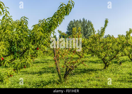 agricuture troubles - dried fruits on dying peach tree without leaves among healthy ones in Italian country Stock Photo