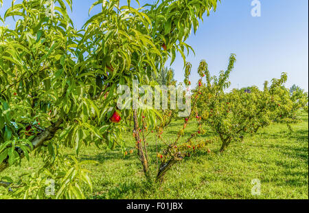 agricuture troubles - dried fruits on dying peach tree without leaves among healthy ones in Italian country Stock Photo