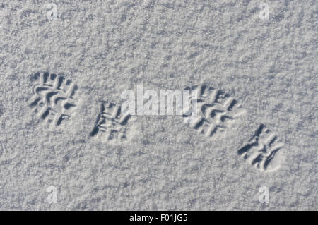 High contrast image of footsteps in snow Stock Photo